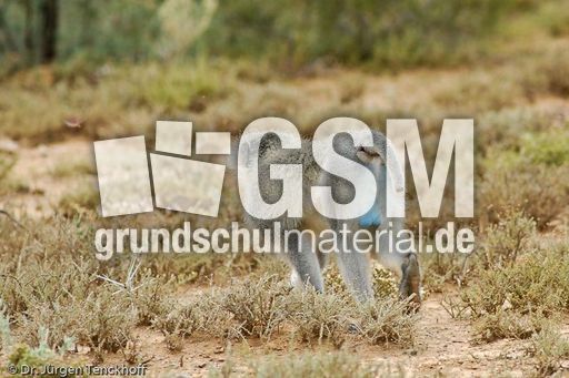 Grüne Meerkatzen (56 von 67).jpg